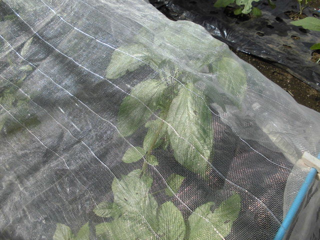 モロヘイヤの摘芯 じいじの野菜づくり