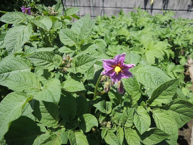 じいじの野菜づくり ジャガイモの花が咲いた