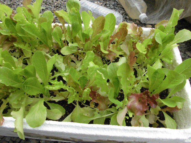 ミックスレタスの初収穫 じいじの野菜づくり