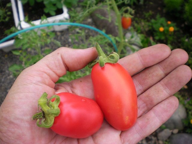 完熟ローマトマト じいじの野菜づくり