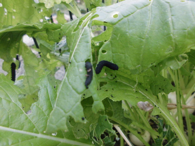 カブラハバチの幼虫が大発生 じいじの野菜づくり