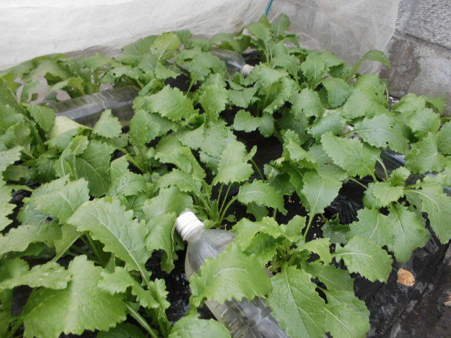 春作野菜はアブラムシとの闘いだ じいじの野菜づくり 春作野菜はアブラムシとの闘いだ じいじの野菜づくり