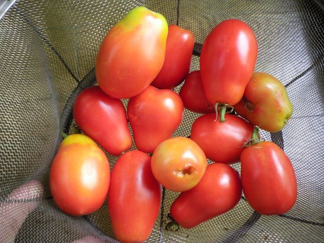 ローマトマトに大きな虫が じいじの野菜づくり
