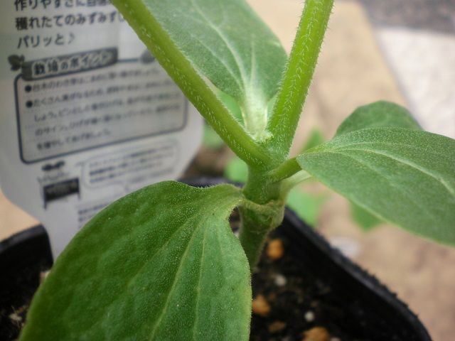 初めてキュウリの接ぎ木苗を買う じいじの野菜づくり