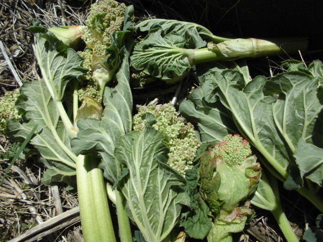 じいじの野菜づくり : ルバーブの花を摘む