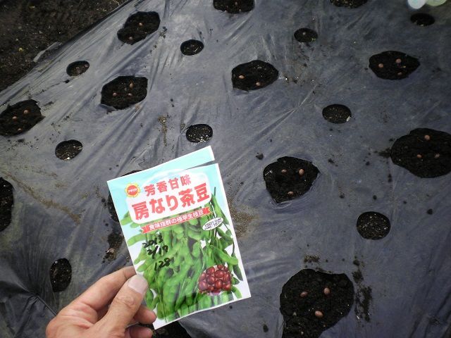今年のエダマメは 房なり茶豆 じいじの野菜づくり