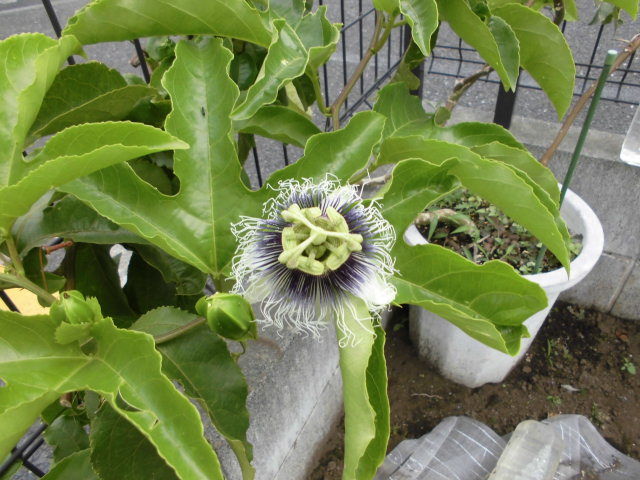 パッションフルーツが実を付けた じいじの野菜づくり パッションフルーツが実を付けた じいじの野菜づくり