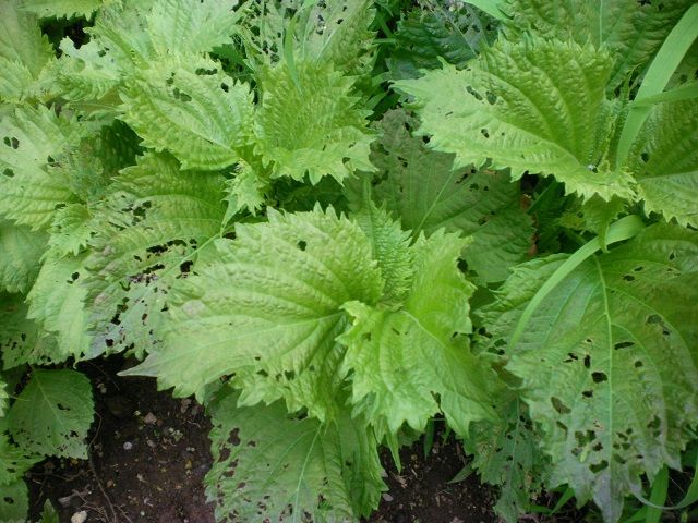 今年もバッタが大発生か じいじの野菜づくり 今年もバッタが大発生か じいじの野菜づくり