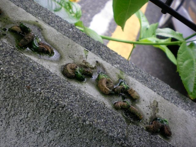 ヨトウムシ退治 じいじの野菜づくり