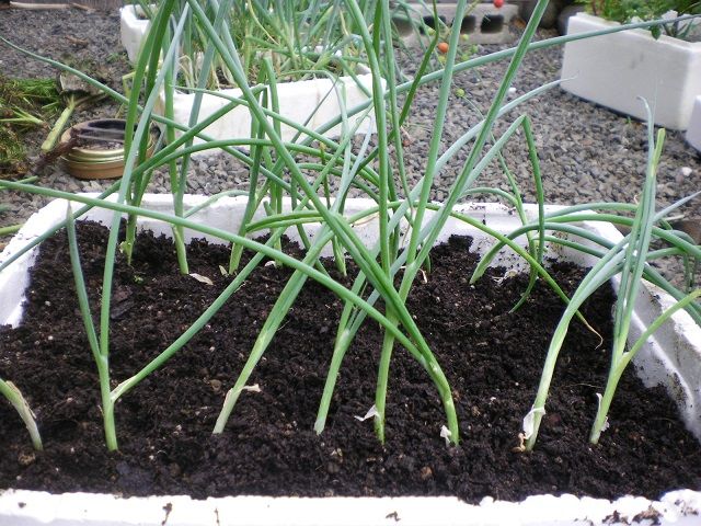 根深ネギを発泡スチロール箱で栽培 じいじの野菜づくり 根深ネギを発泡スチロール箱で栽培 じいじの野菜づくり