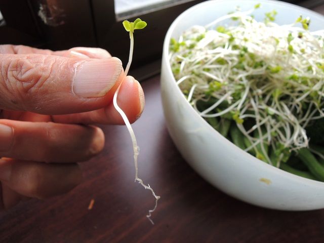 ブロッコリースプラウトは大きく育つのか じいじの野菜づくり