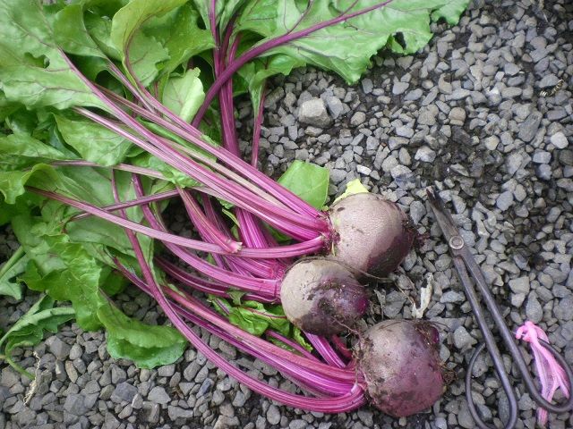 ビーツの初収穫 じいじの野菜づくり