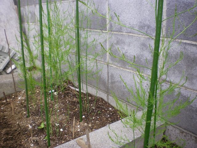アスパラガスの支柱立て じいじの野菜づくり