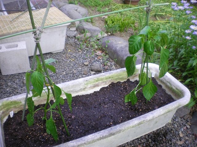 シシトウとジャンボトウガラシをプランターに定植 じいじの野菜づくり シシトウとジャンボトウガラシをプランターに定植 じいじの野菜づくり