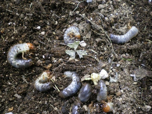 コガネムシの幼虫がうじゃうじゃ じいじの野菜づくり