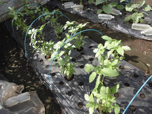 モロヘイヤの摘芯 じいじの野菜づくり