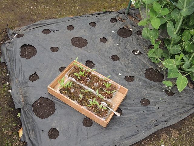 ビーツの苗を畑に植え付け じいじの野菜づくり