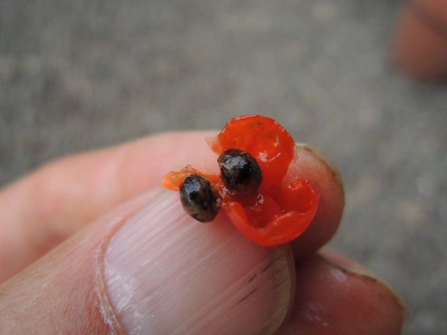 アスパラガスの実を食べる じいじの野菜づくり アスパラガスの実を食べる じいじの野菜づくり