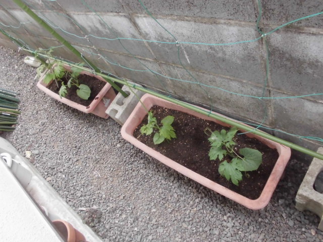 もらってきたゴーヤの苗をプランターに植えけ じいじの野菜づくり もらってきたゴーヤの苗をプランターに植えけ じいじの野菜づくり