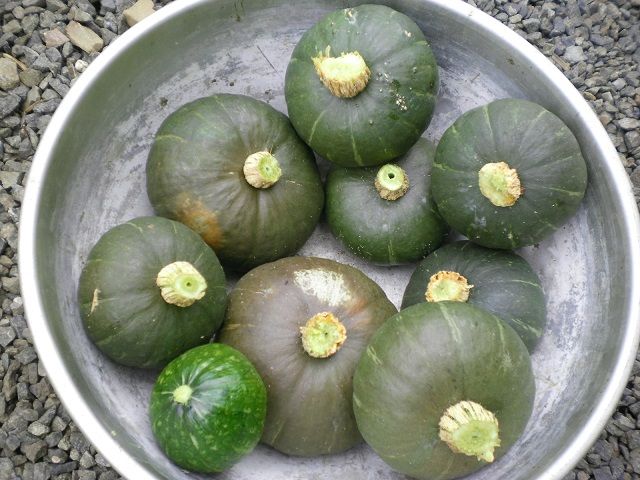 かぼちゃの栽培方法とは かぼちゃはプランターでも栽培出来る 失敗しないかぼちゃの育て方をご紹介 Garche 12pcs小さな人工的な生き物のようなカボチャの秋の収穫ミニカボチャのための家のための Vladatk Gov Ba