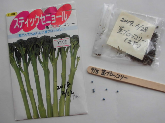 茎ブロッコリーの種まき じいじの野菜づくり