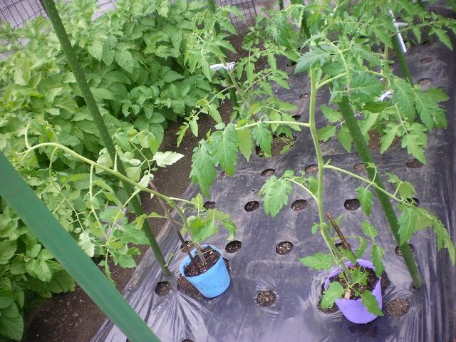 徒長してしまったトマト苗 じいじの野菜づくり