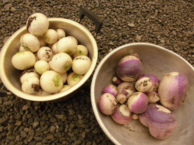 カブラハバチの幼虫が大発生 じいじの野菜づくり