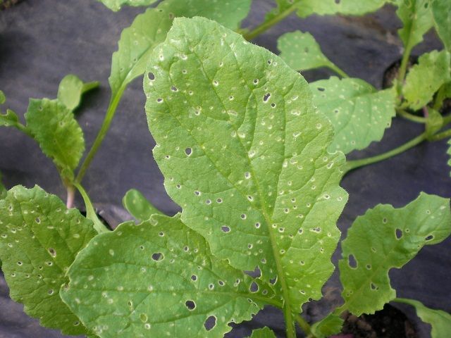 夏の野菜は虫だらけ じいじの野菜づくり