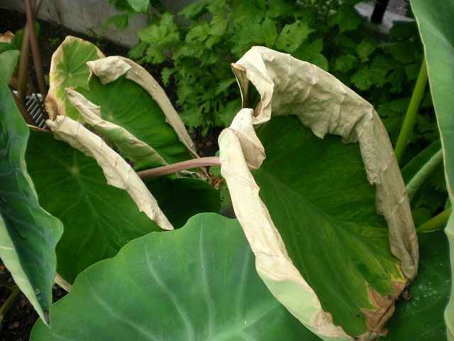 暑さでしおれたサトイモ じいじの野菜づくり 暑さでしおれたサトイモ じいじの野菜づくり