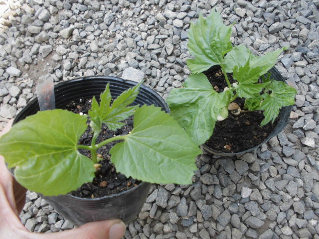 ゴーヤの苗をプランターに植え付け じいじの野菜づくり
