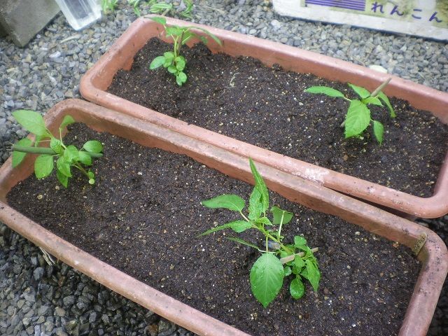 モロヘイヤ苗の定植 じいじの野菜づくり モロヘイヤ苗の定植 じいじの野菜づくり