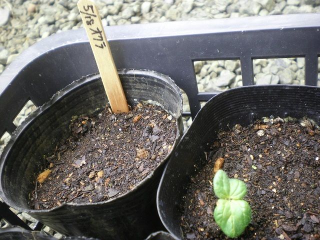 発芽がそろわないオクラ じいじの野菜づくり
