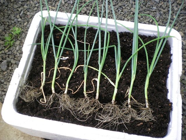 根深ネギを発泡スチロール箱で栽培 じいじの野菜づくり 根深ネギを発泡スチロール箱で栽培 じいじの野菜づくり