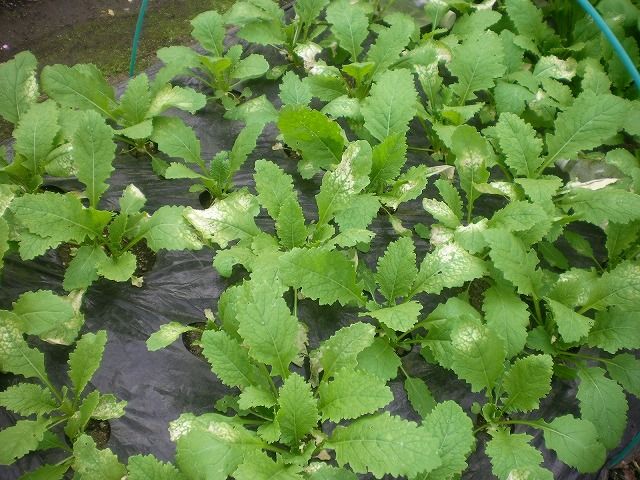 カブの葉がおかしい じいじの野菜づくり