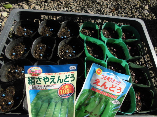 エンドウの種まき じいじの野菜づくり