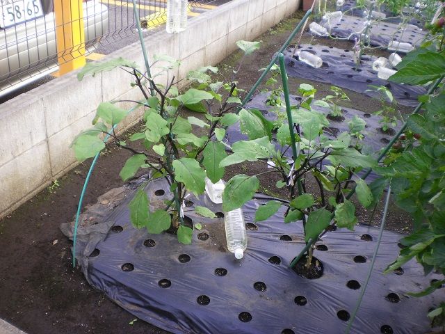 秋ナスを採るための更新剪定 じいじの野菜づくり