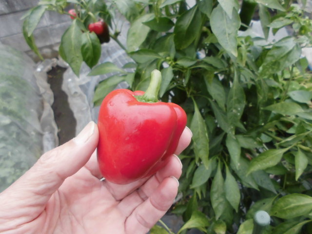 赤ピーマンを採る じいじの野菜づくり 赤ピーマンを採る じいじの野菜づくり