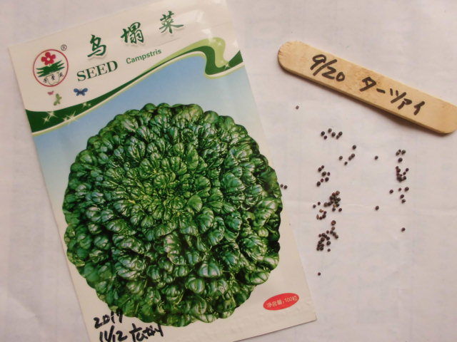 中国野菜の種まき じいじの野菜づくり