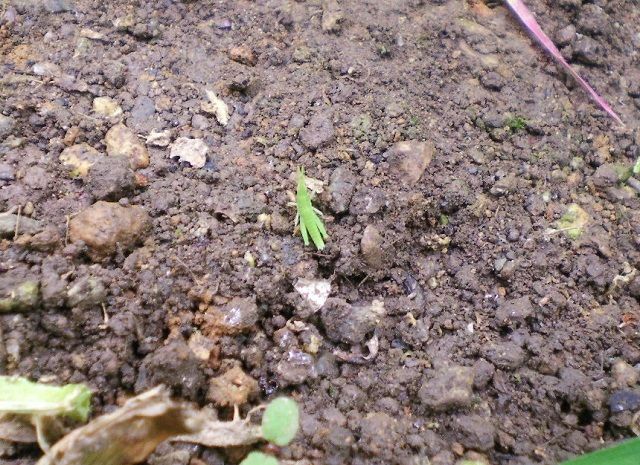 今年もバッタが大発生か じいじの野菜づくり