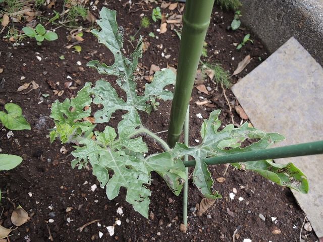 小玉スイカが病気だ じいじの野菜づくり