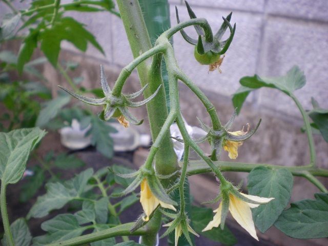 トマトの一段目花房に実が付いた じいじの野菜づくり トマトの一段目花房に実が付いた じいじの野菜づくり