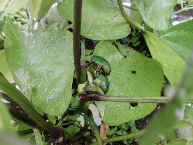 紫インゲンの葉をコガネムシに喰われた じいじの野菜づくり