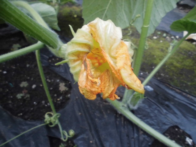 カボチャの受粉に失敗 じいじの野菜づくり カボチャの受粉に失敗 じいじの野菜づくり
