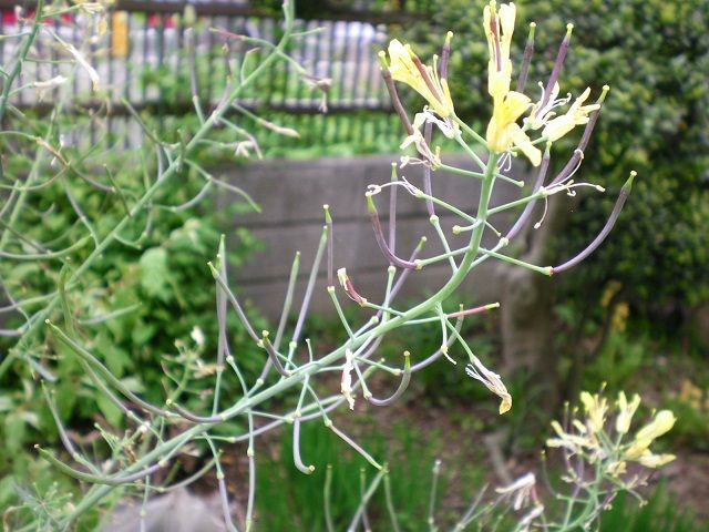 プチヴェールの種を取る じいじの野菜づくり