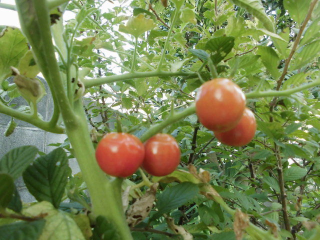 自家採種した種で育てている つやぷるん と 緑宝石 じいじの野菜づくり 自家採種した種で育てている つやぷるん と 緑宝石 じいじの野菜づくり