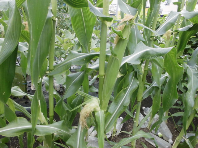 トウモロコシの雌花の選定 じいじの野菜づくり トウモロコシの雌花の選定 じいじの野菜づくり
