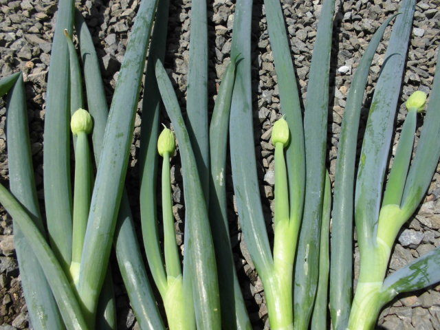 じいじの野菜づくり : ネギ坊主ができた