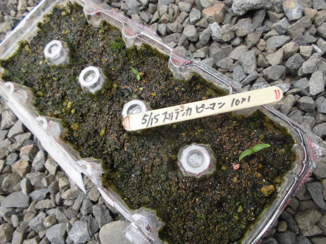 ピーマンがなかなか芽を出さないので苗購入 じいじの野菜づくり