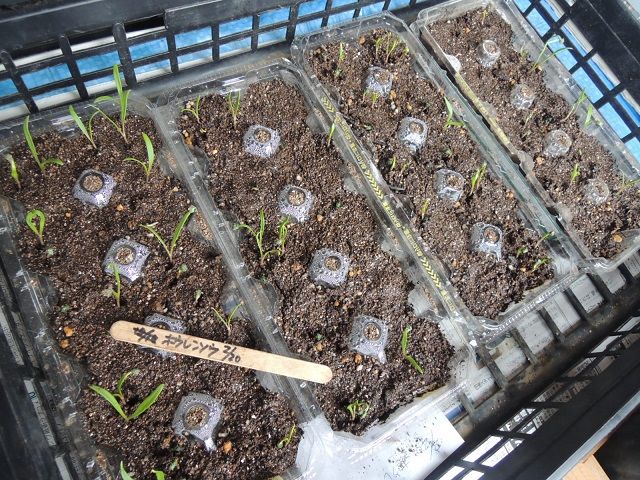 発芽が不揃いなホウレンソウ じいじの野菜づくり