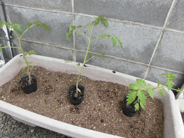 紫色のミニトマト トスカーナバイオレットを定植 じいじの野菜づくり